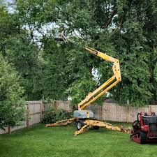 How Our Tree Care Process Works  in  Zelienople, PA