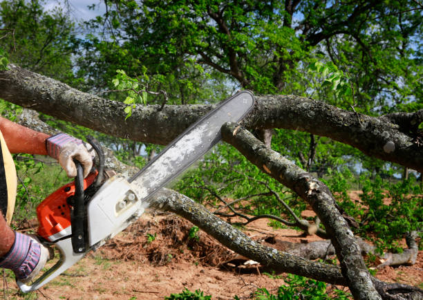 Zelienople, PA Tree Services Company